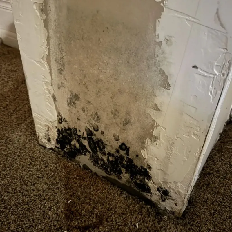 Professional Mold Removal in Westlake, LA